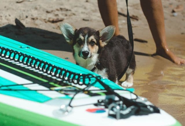 Perro surfeando en la playa