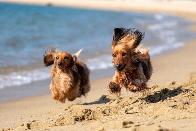 Dos perros corriendo por la playa