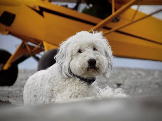 Perro sentado en el suelo frente a un avión en el aeropuerto