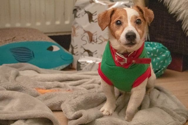 Perro descansando cómodamente envuelto en una manta en un ambiente acogedor