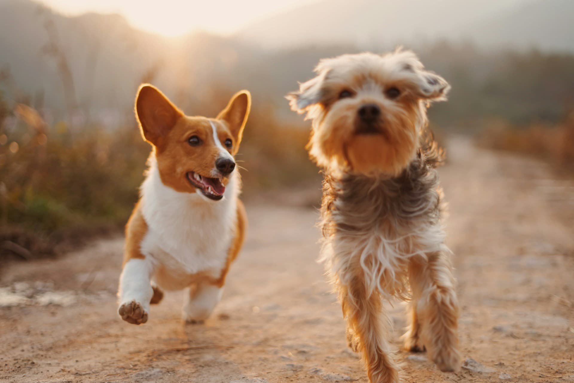 Perro corriendo en un parque de Málaga