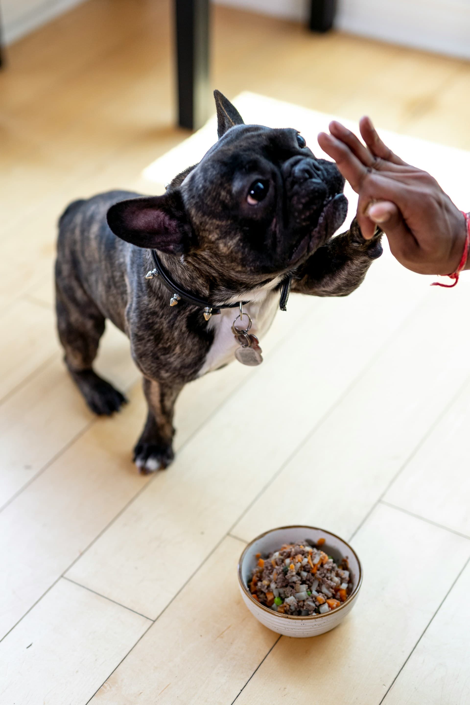 Alimentación saludable para perros en verano